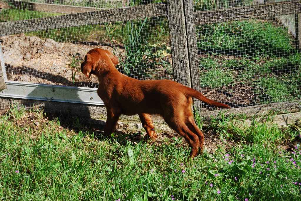 CHIOTS SETTER IRLANDAIS