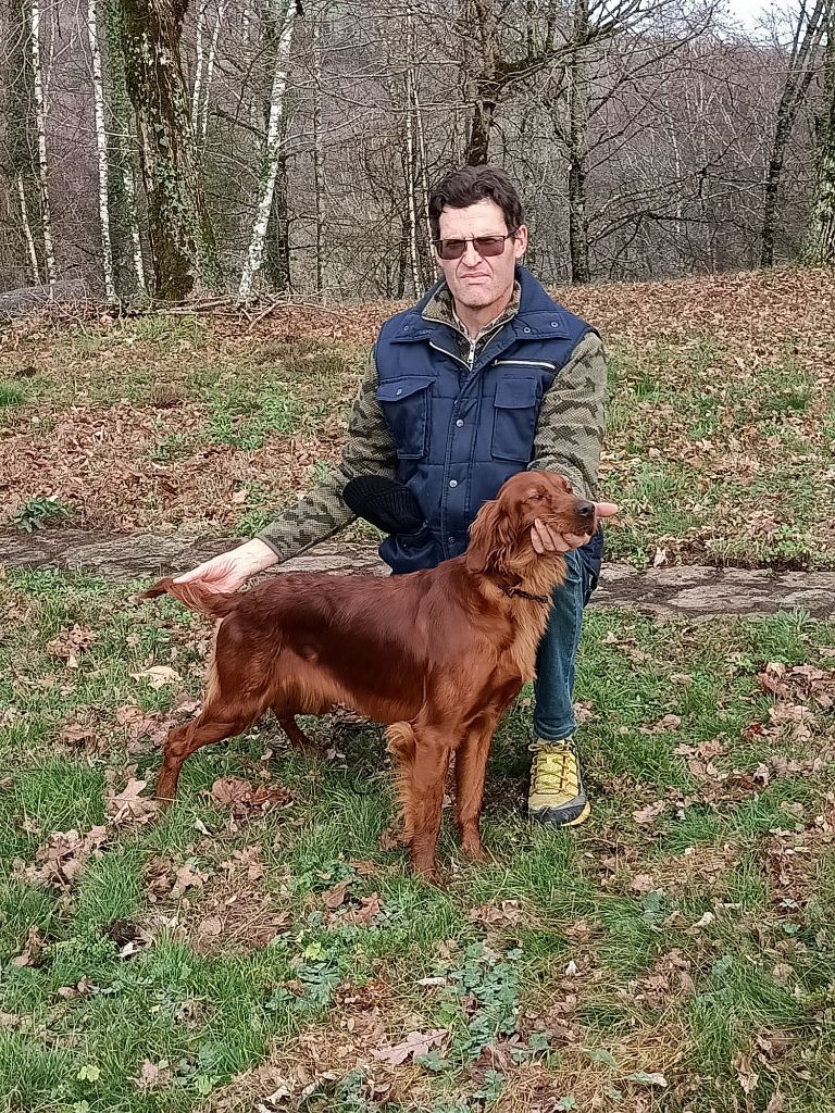 chienne setter irlandais adulte