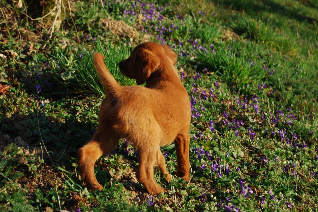 De La Becasse D'Argent - Chiots disponibles - Setter irlandais rouge