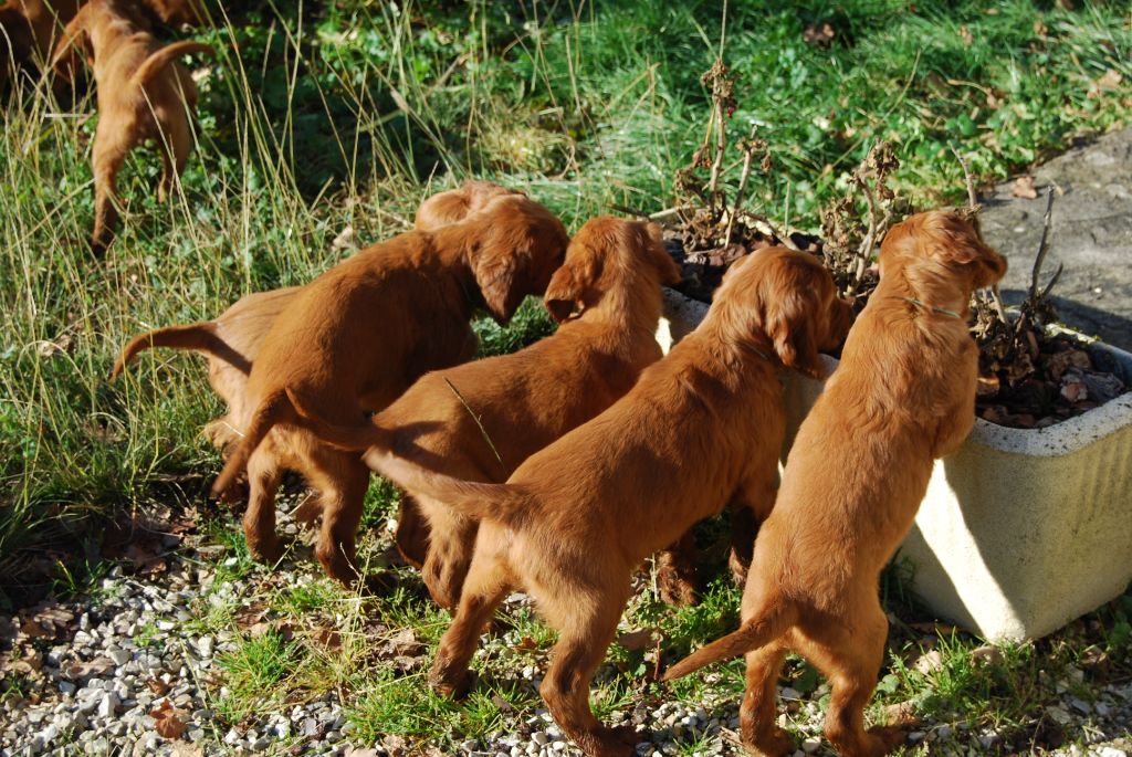 De La Becasse D'Argent - Chiots disponibles - Setter irlandais rouge